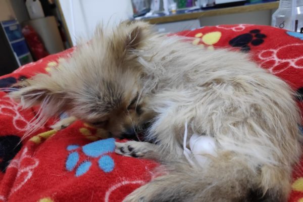 תמונה של מיה במרפאה – חלשה ויודה בזמן ההתקף בתת סוכר