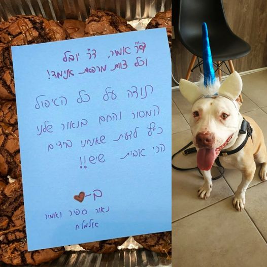 Animed מרכז וטרינרי חריש